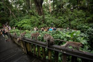 Monkey Forest entrance in Ubud with tropical greenery